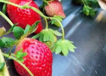 苗栗有機草莓專賣推薦