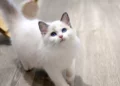 專業貓舍培育布偶貓
